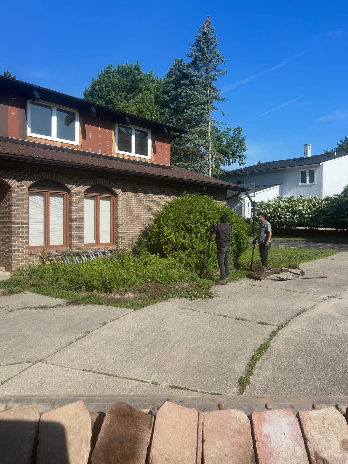 Overgrown foundation bed before hardscaping in Royal Oak
